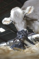 Brune Cow und sein neugeborenes Kalb Frankreich