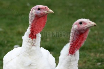 Pair of Domestic Turkeys in a meadow