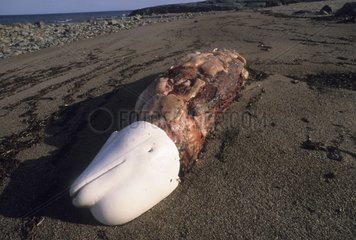 Corpse of a Beluga whale after cutting-up Canada