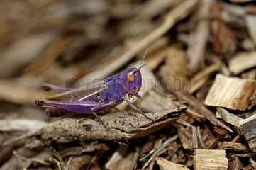 Stripe-winged Grasshopper on wood France