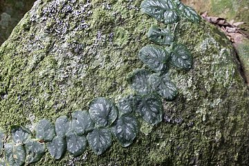 Creeping plant on a rock in tropical forest in Suriname