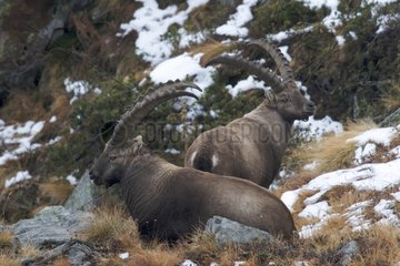 Alpine Ibex males during the rutting season in the Alps