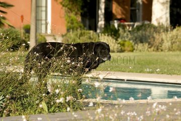 Old black dog at the edge of a swimming pool France