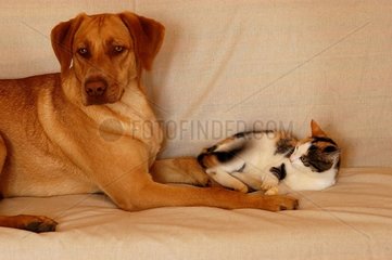 Chien bâtard et chatte de maison jouant sur canapé