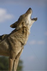 Howling Wolf Spain