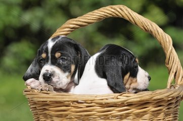 Ariégeoirs two puppies in a wicker basket