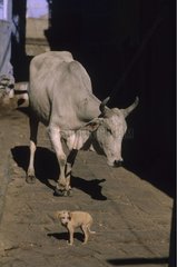 Welpe in einer Straße vor einer indischen Kuh