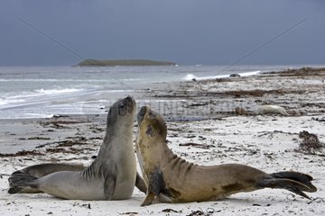 Two Northern elephant seals on a beach in Falkland Islands