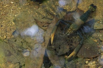 Tropical Crayfish Bukit Barisan Selatan Sumatra