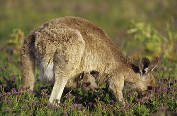 Femelle Kangourou gris de l'est et son petit Australie