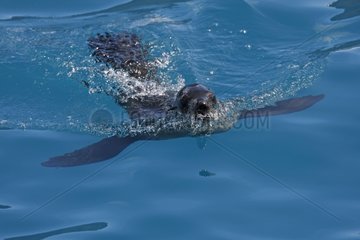 Antarctic fur seal swimming surface South Georgia