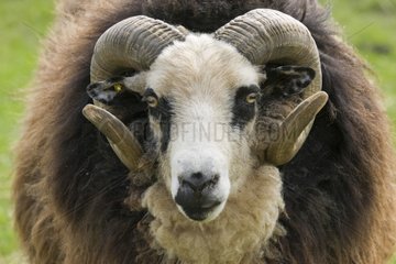 Portrait of a Shetland sheep ram Cotswold Farm Park UK
