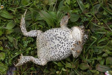 Natterjack Toad täuscht Todesspanien vor