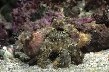 Hermit crab in aquarium