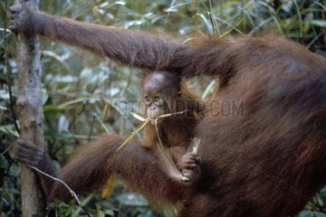 Jeune orang outan accroché à une femelle Indonésie