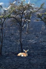 Steenbock after a wildfire Serengeti Tanzania