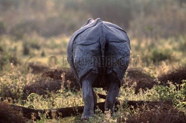 Kaziranga India Unicorn Rhino