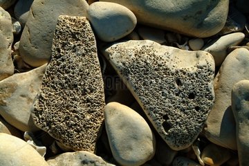 Kalksteinwalze  die durch Meer und Seesturm erodiert sind
