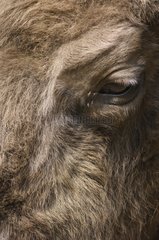Eye of European Bison Bialowieza National Park Poland