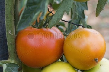 Tomates 'Saint Pierre' au jardin potager en été