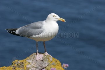 Herring gull on a rock