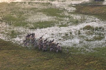 Herd of Zebras in the swamps of Okawango