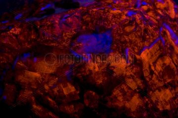 Fluorescent Mineral Fluorite La Paz Arizona USA