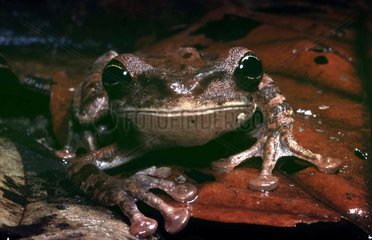 Portrait of a Giant Broad-headed Treefrog French Guiana