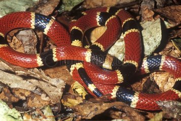 Common coral snake Costa Rica