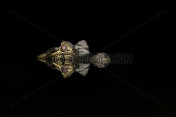 Portrait of Spectacled Caiman in water at night Brazil