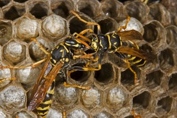 Trophallaxis between two European Paper Wasps New York USA