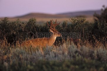 White-tailed deer in the thickets Grasslands national park