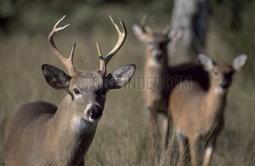 White-tail deers on the lookout Louisiana USA