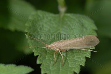 Caddisfly on a leaf France