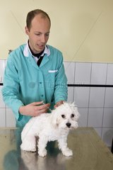 Veterinarian immunizing a Bichon Maltese in his office