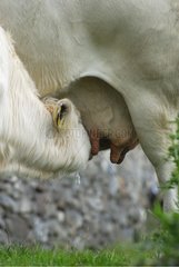 Charolais Calf sucking Connemara Ireland