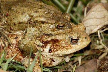Common Toad Amplexus
