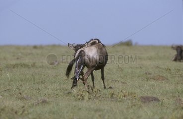 Expulsion du nouveau-né Gnou à queue noire Masaï Mara Kenya