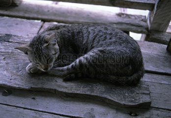 Cat sleeping on a wooden board Burma