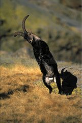 Spanish Ibex male in rut fighting Spain