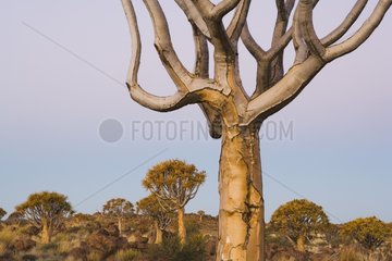 Quiver tree forest at dusk Namibia