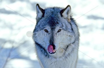 Loup commun qui se lèche le nez dans la neige Canada