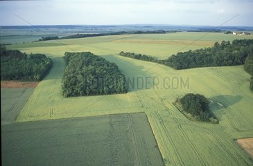 Agriculture céréalière et bosquets en Picardie France