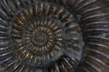 Fossil Ammonite Russia