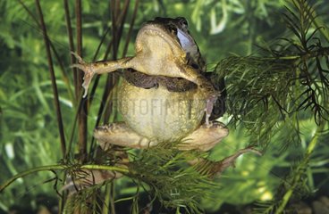 Common toads mating in water
