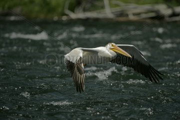 Amerikanische weiße Pelikane fliegen über River Rapids Wyoming USA