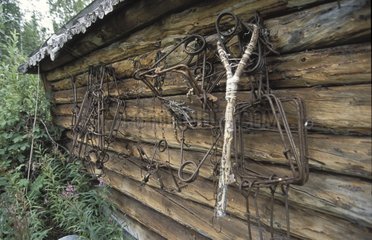 Traps on hunt hut on Mackenzie riverbank Canada