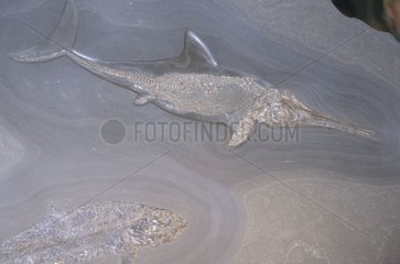 Fossile d'Ichtyosaure juvénile Allemagne