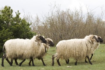 Groupe de Moutons en Bosnie