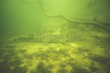 Marine Crocodile Unterwasser Jardine River Australien